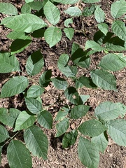 Fraxinus biltmoreana