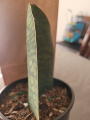Sansevieria masoniana