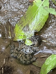 Bombina variegata