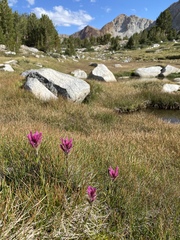 Castilleja lemmonii