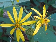 Silphium asteriscus trifoliatum