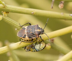 Aplerotus maculatus