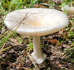 Amanita multisquamosa