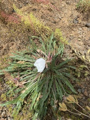 Oenothera albicaulis