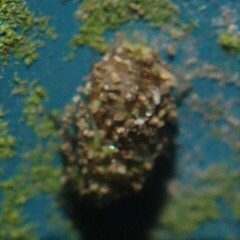 Trichadenotecnum innuptum