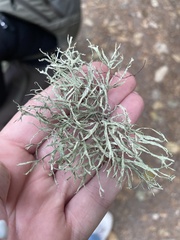 Ramalina farinacea