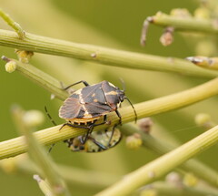 Aplerotus maculatus
