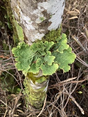 Lobariaceae