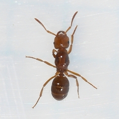 Lasius interjectus