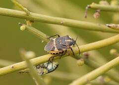 Aplerotus maculatus