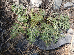Pedicularis semibarbata