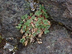 Sibbaldia procumbens
