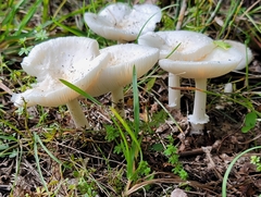 Amanita multisquamosa