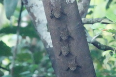 Rhynchonycteris naso