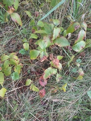 Toxicodendron rydbergii