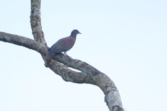 Patagioenas cayennensis