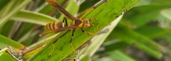 Polistes major major