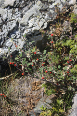 Cotoneaster integerrimus