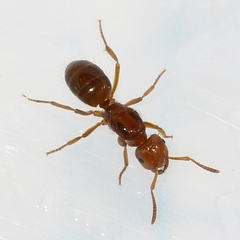 Lasius interjectus