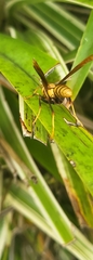 Polistes major major