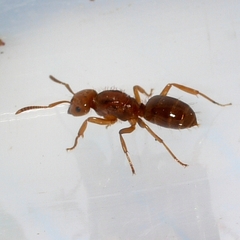 Lasius interjectus