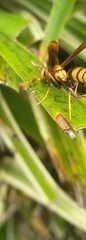 Polistes major major