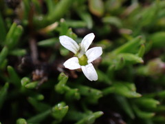 Cherleria biflora