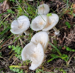 Amanita multisquamosa