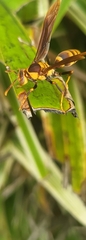 Polistes major major