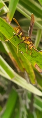 Polistes major major