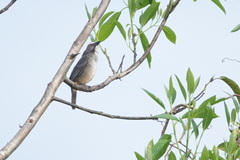 Saltator coerulescens