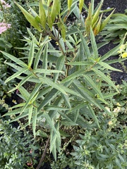 Asclepias incarnata