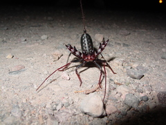 Mastigoproctus tohono