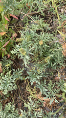 Ambrosia chamissonis