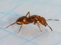 Lasius interjectus