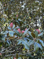 Magnolia