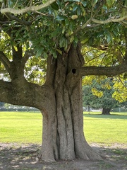 Magnolia