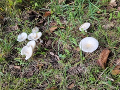 Amanita multisquamosa