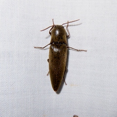 Orthostethus infuscatus