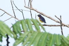 Euphonia xanthogaster
