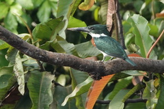 Chloroceryle amazona