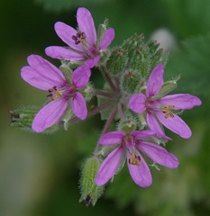 Erodium moschatum