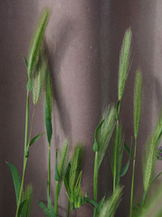 Hordeum murinum glaucum