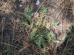Pedicularis semibarbata