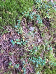 Gaultheria hispidula