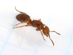 Lasius interjectus