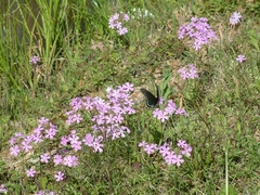 Phlox pilosa
