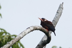 Galbalcyrhynchus leucotis
