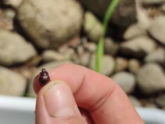 Sperchopsis tessellata