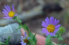 Dieteria bigelovii